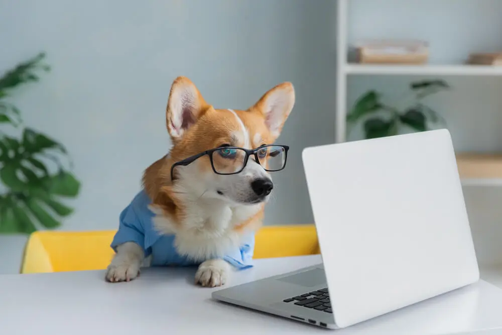 Dog with glasses looking at a computer in an article on 11 ways to write blogs faster by Melanie Gorman at Crownsville Media